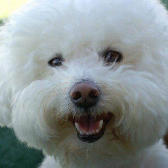 🐾 Welcome to my closet!  Happy Poshing! 🐾 - Picture 1 of 4